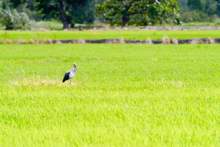 Field  in blue sky  on summer  の写真素材