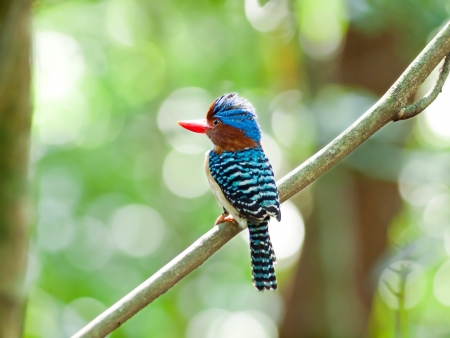 Bird banded kingfisher male in  thailand.の写真素材