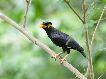 Bird common hill myna in thailand.の写真素材