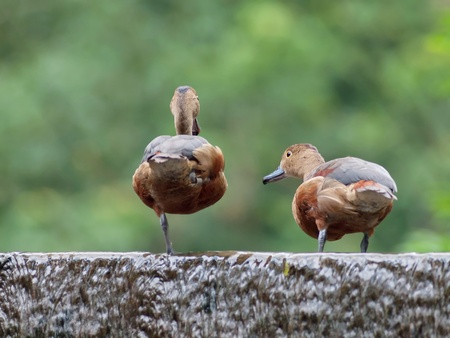 Bird lesser whistling-duck in thailandの写真素材