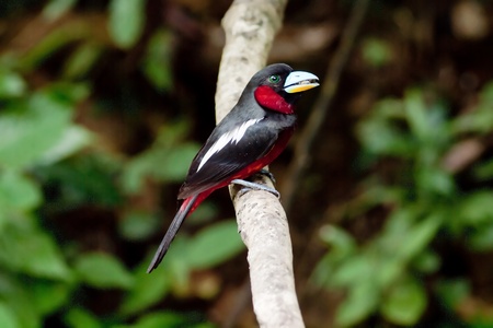 Bird Black-and-Red Broadbill in thailand.の写真素材
