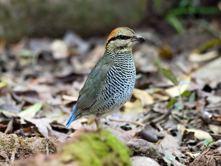 Bird blue pitta female in thailand.の写真素材
