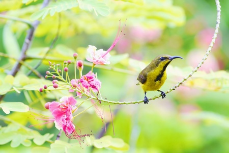  Yellow-bellied sunbird in thailand.の写真素材