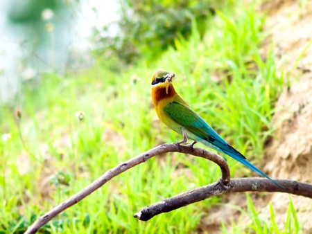 Bird blue-tailed bee-eater in  thailand.