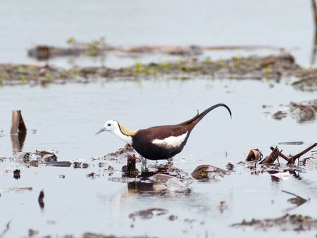 Bird pheasant-tailed àjacana in lake thailand.の写真素材