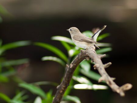 Bird Red-throated Flycatcher in thailand.の写真素材