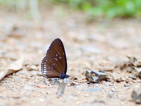 Butterfly in national park thailand.の写真素材