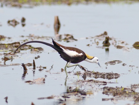 Bird pheasant-tailed à¹jacana in lake thailand.の写真素材