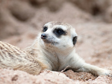 Meerkat in open zoo thailand.の写真素材