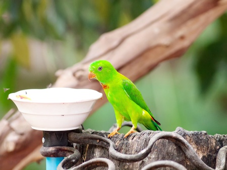 Bird vernal hanging parrot in thailand.の写真素材