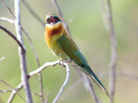 Bird blue-tailed bee-eater in  thailand.の写真素材
