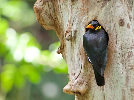 Bird common hill myna in thailand.の写真素材