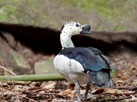 Knob-billed duck in thailand.の写真素材