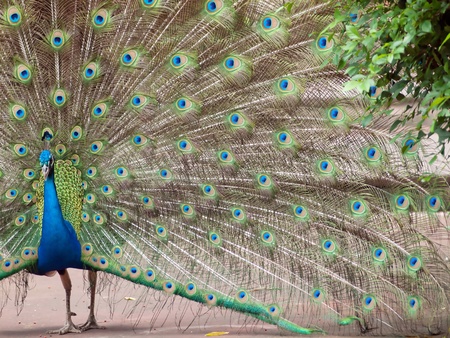 à¸ºBird peacock spread tail-feathers in thailand.の写真素材