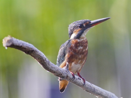 Bird common kingfisher in thailand.の写真素材