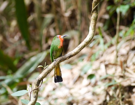  Red-bearded Bee-eater in thailand.の写真素材