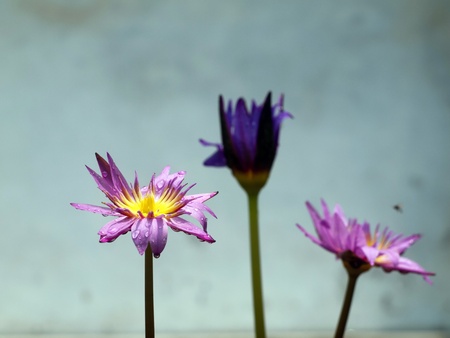 Three water lilly  still life.の写真素材