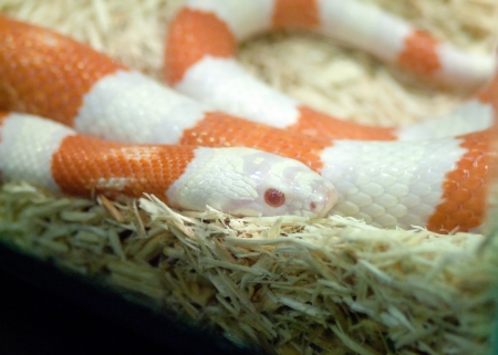 Python ball  in a glass.の写真素材