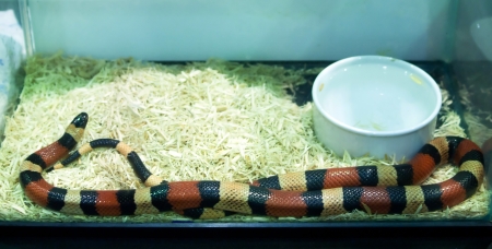 Python ball  in a glass.