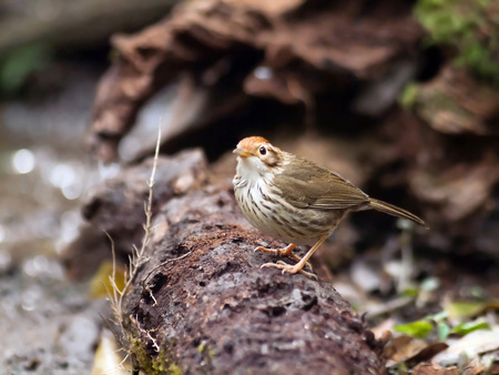 Bird buff-breasted babbler in thailand.の写真素材