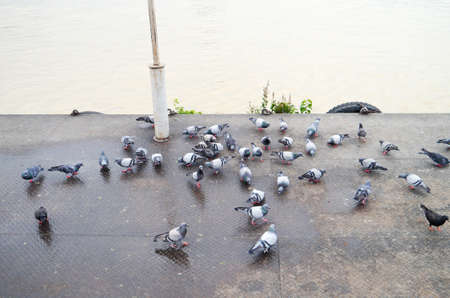 Feeding birds  river front of the temple Thailand.の写真素材