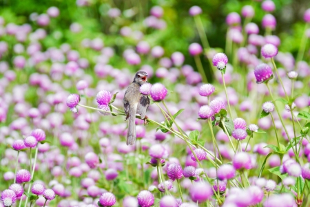 Long-tailed Tailorbird in globe amaranth  flowers with colorful bokeh art .