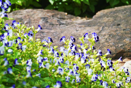 Colorful wishbone flower with bokeh donut.の写真素材