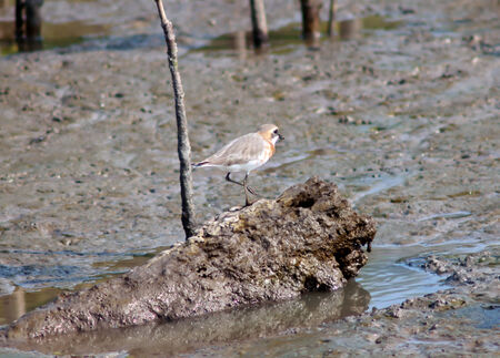 Greater Sand Plover in  thailand.の写真素材