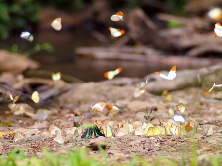 Butterfly in national park thailand.の写真素材