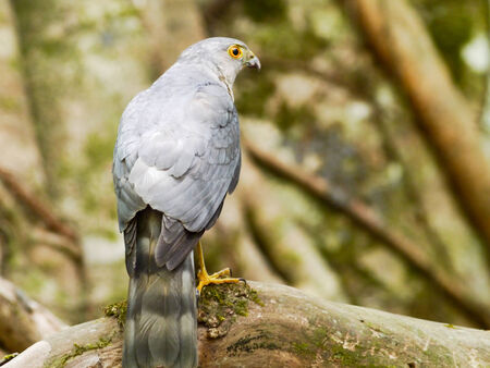 Brown Hawk Owl  in thailand.