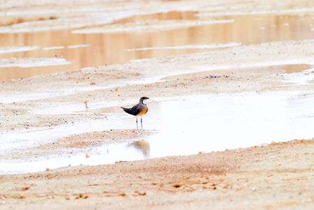 Bird Small Pratincole in  thailand.