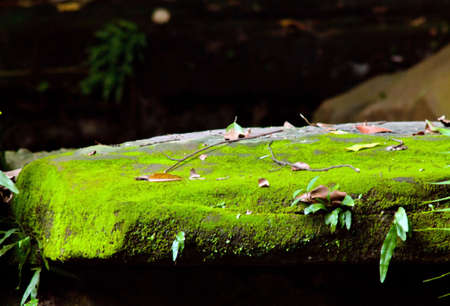 Landscape tree moss  in park national thailand.の写真素材