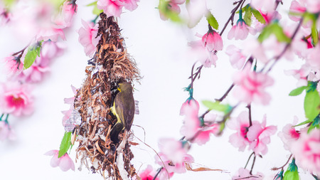 Sun bird on pink sakura background. の写真素材