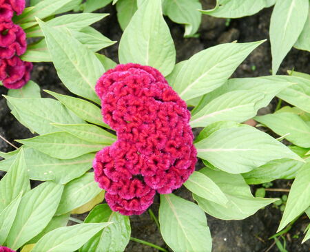 Colorful flowers in garden on  summer.の写真素材