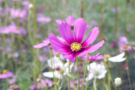 Pink Cosmos flowers in garden.の写真素材