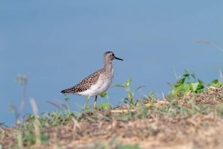 Sandpiper bird on ground.の写真素材
