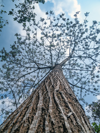 Branch tree on blue sky background.