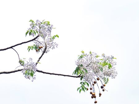 Pink flowers white  background.の写真素材