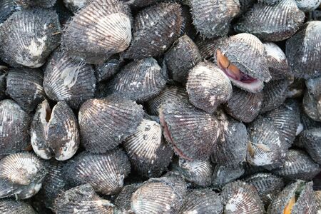 Shellfish in fish market Thailand.