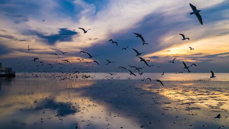 Twilight sea with seagulls flying in Bangpoo Thailand.の写真素材