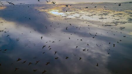 Twilight sea with seagulls flying in Bangpoo Thailand.の写真素材