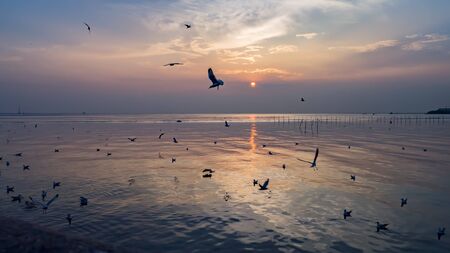 Twilight sea with seagulls flying in Bangpoo Thailand.の写真素材