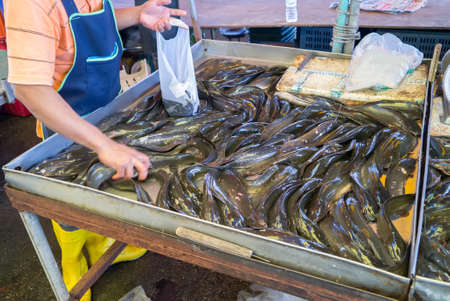 Fish in fish market Thailnad.の写真素材