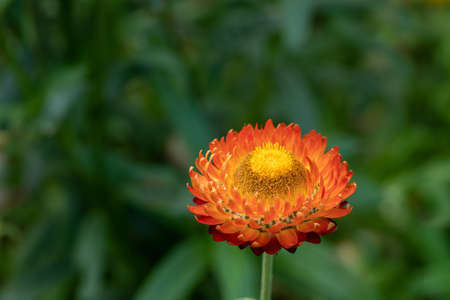 Closeup view of beautiful Orange flowers (selective focus) Grow on street and slowly swing in wind. Concept of wildlife, summer. Beautiful Orange flowers, background, screensaver of flowers.の写真素材
