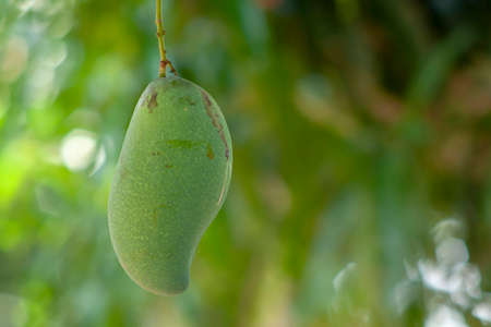 Close up green mango fruit in the garden Mango natural Fresh fruit natural Fresh Close up green mango fruits hanging on a tree branch.の写真素材