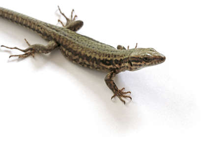 Lizardの写真素材