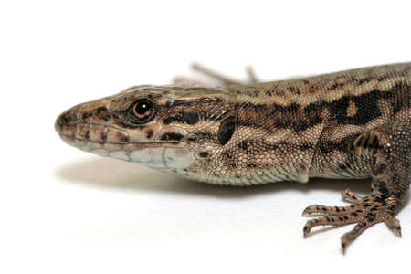 Lizard Headの写真素材