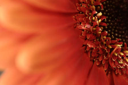 Daisy Flower Close-upの写真素材