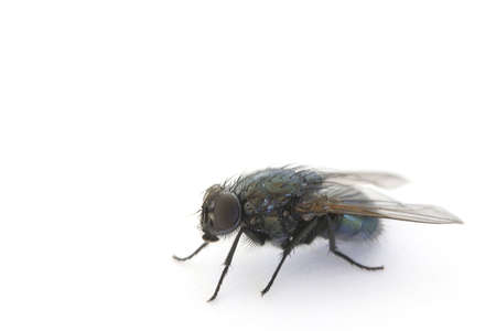 Fly on white backgroundの写真素材