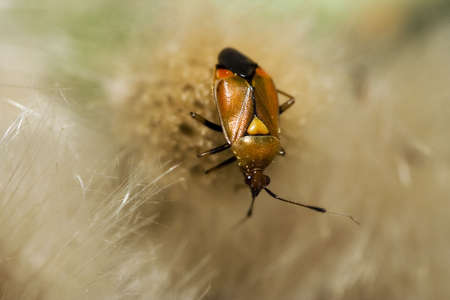 Close-up of a colorful insectの写真素材